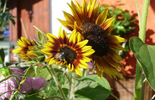 Haus Rosenrot - Foto 26