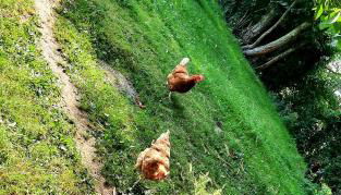 Chez Papi à Lascaux - Foto 3