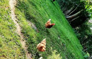 Chez Papi à Lascaux - Foto 3