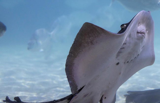 Sea Life Benalmádena - Ticket - Foto 2