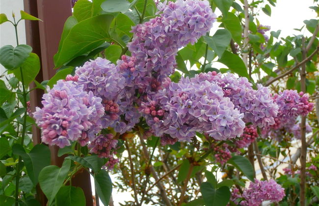 Apartments Cordis - Foto 65