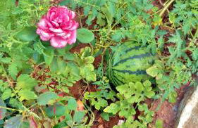 Dream Island Hotel - Foto 25