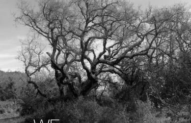 M Butterfly - Foto 47