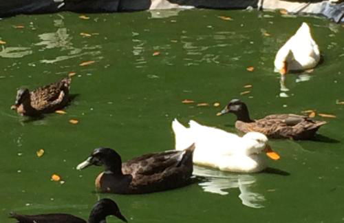 Dimorra Country House - Foto 12