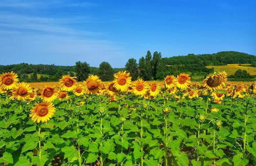 La Lumière Dorée - Foto 41
