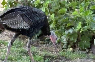 Newly Renovated Lakefront with Dock - Foto 66