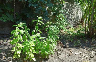 Casa Volcanalia - Foto 12