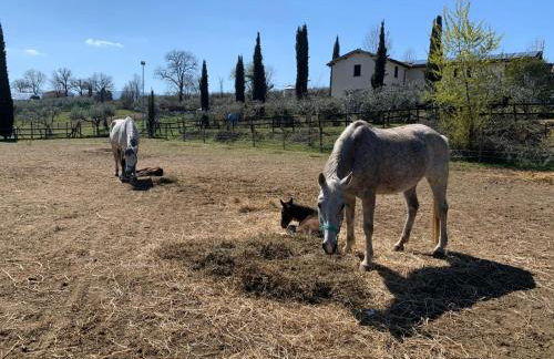 AGRITURISMO LA CORTE DEI CAVALIERI - Foto 21