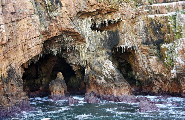 Avvistamento di delfini a Knysna - Foto 5