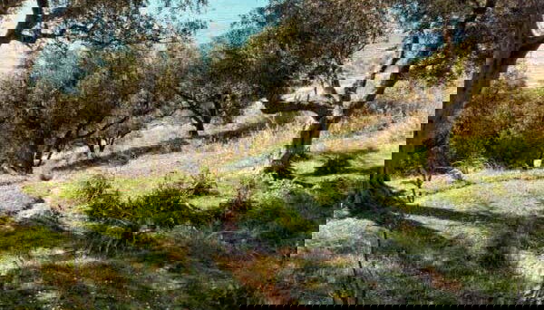 Vigneti del Lago di Garda