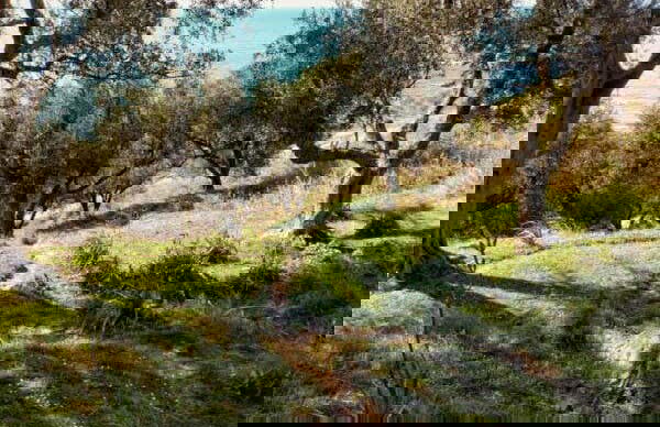 Visita di una cantina del Lago di Garda + Degustazione di vino e olio - Foto 1