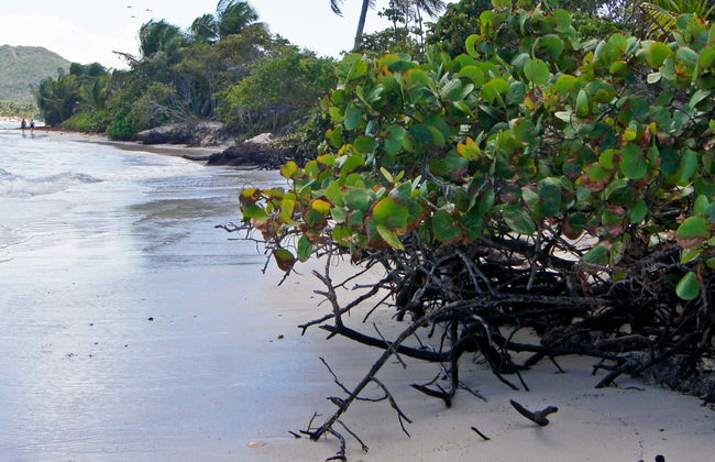 Excursión a la isla Culebra en catamarán - Foto 1