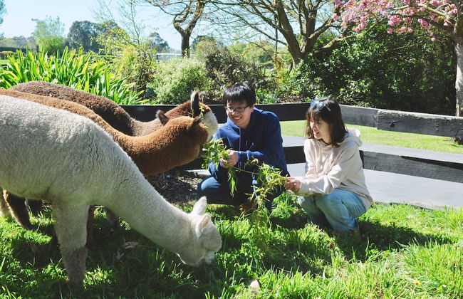 Silverstream Alpaca Farmstay and Tour - Foto 13