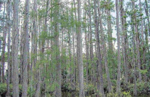 Matchless Luxury II on Mill Pond - Foto 39