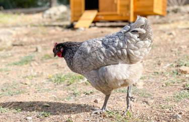 Le mas Louga - Foto 27