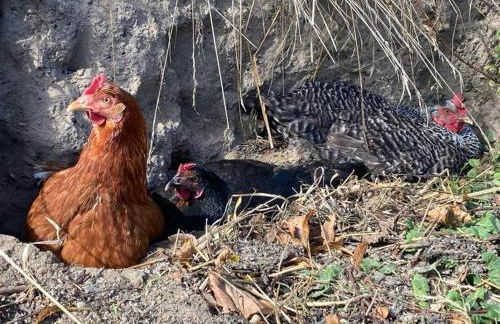 Ferienwohnung Stockrose - Foto 13