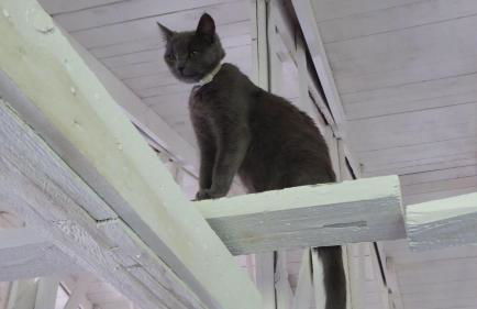 Gut-Rattelvitz-Galerie-F-hochwertig-Sauna-Kamin-eTankstelle-Spielscheune-15-000qm-Park-Land - Foto 77