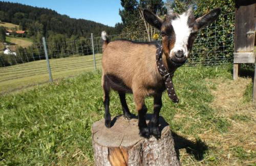 Ferienwohnung Lindenhof - Foto 35