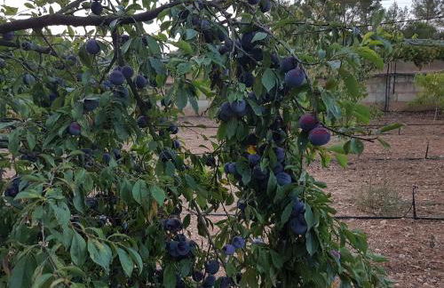 Finca Sa Cova de Mallorca - Foto 60