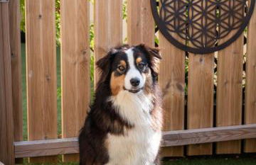 La Belle Gruissanaise - Foto 31