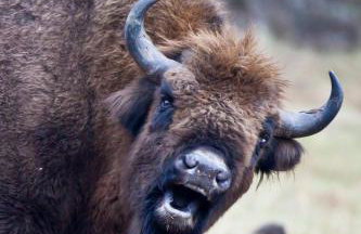 Żurawie gniazdo, elegancki zakątek w Puszczy Białowieskiej - Foto 38