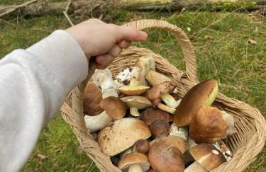 Ferien-und Bauernhof Gauster - Foto 13