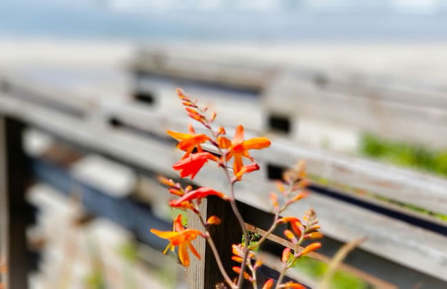 Nye Beach Cottages - Foto 59