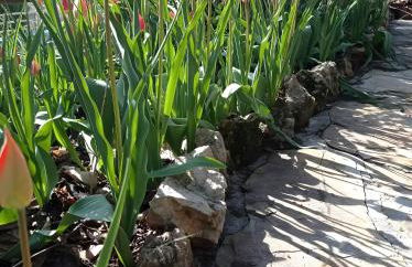 Finca Rústica La Pájara - Foto 22