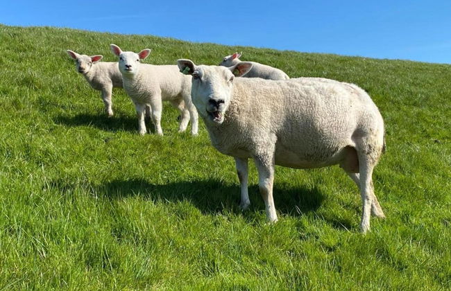 Bungalow in Sondel Near Slotermeer Lake - Foto 29