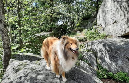 ruhiges Wohnen am Lama und Maine Coon Hof in Alleinlage in Biederbach 3 Zimmer mit Kochgelegenheit Bad - Foto 61