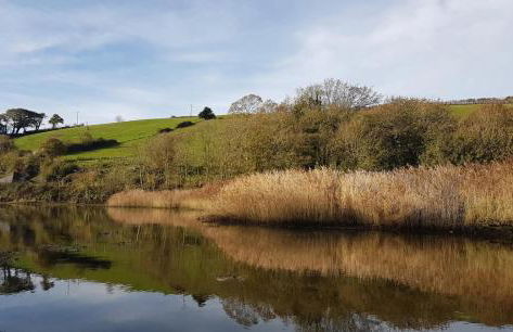 Court Cottage - cosy traditional cottage near lovely beaches - Foto 34