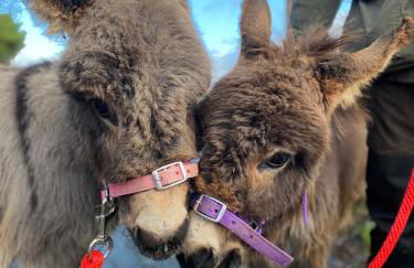 Unique Stay on an Alpaca Therapy Farm with Miniature Donkeys North Wales - Foto 20