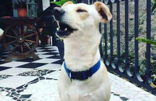 Finca Lomo Grande - Foto 49