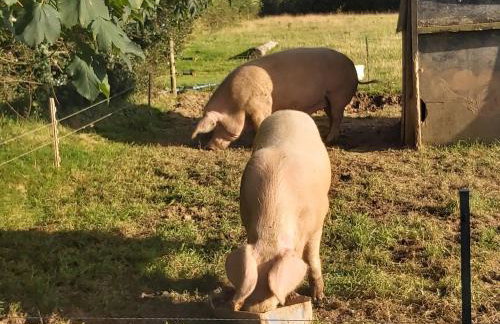 Cuckoo's Nest - Foto 18