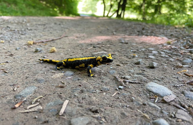 Living in the old Granary - Foto 38