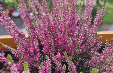 Apartament Luxusowe Karkonosze - Foto 36