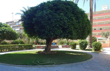 Tortuga Flat - Photo 41