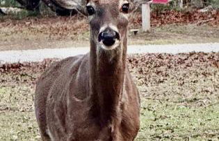 Red Barn Inn Feed Deer and play games & Firepit - Foto 42
