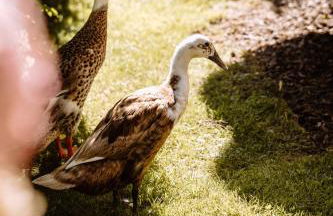 Ferienwohnung König Ludwig - Modernes Design-Apartment für Paare und Genießer am Starnberger See by LIVARIA - Foto 11