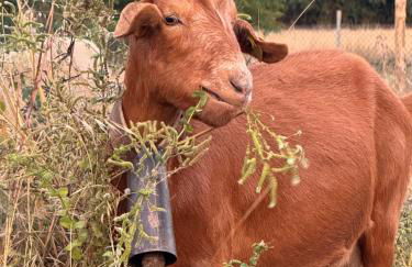 Matias Nature - Mountain Lodges in Serra da Estrela, Seia - Foto 10