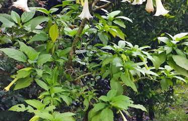 Casa do Alto (top floor apartment) - Foto 62