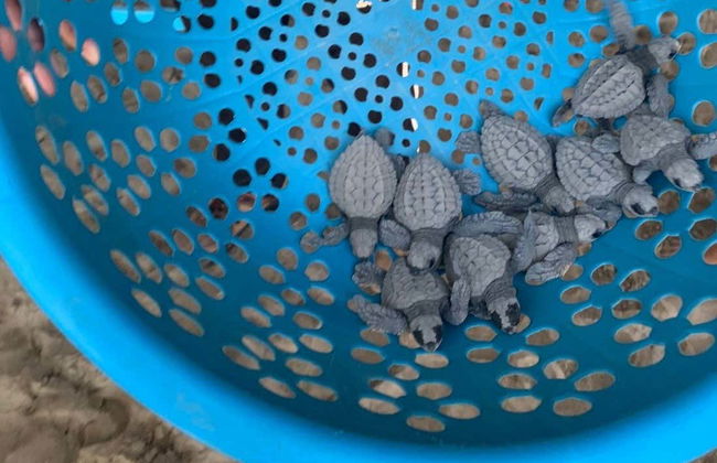 Excursion to Tres Palos Lagoon & Crocodile Reserve - Foto 6