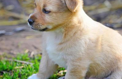 Bright 3 bedroom home with full kitchen, fenced backyard, sports court and free parking - Foto 33