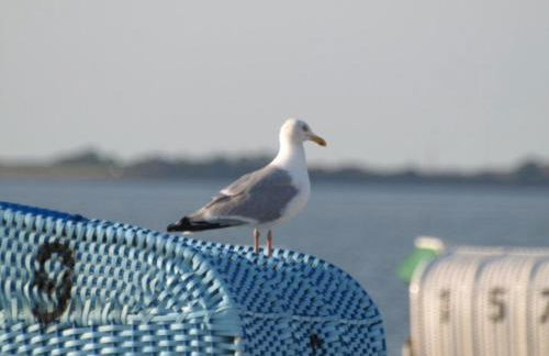 Strandläufer - Foto 41