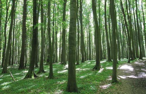 Appartement Meeresrauschen - Foto 48