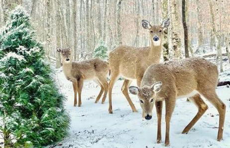 On Top Of Everything at Beech - Foto 7