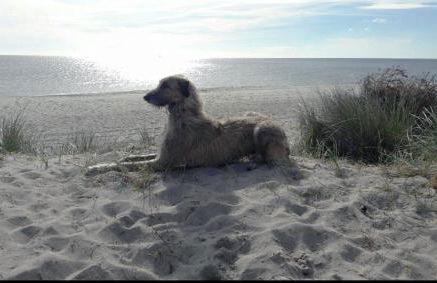 La Casa Ferienwohnung Uferschwalbe - Foto 8