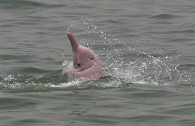 Pink Dolphin Watching in Hong Kong - Foto 6