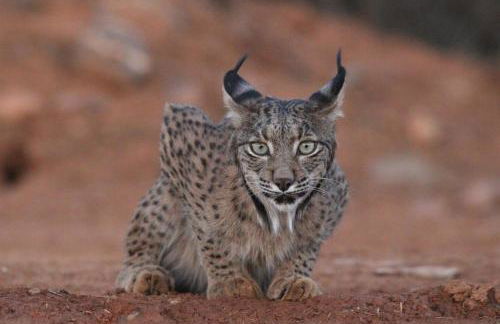 Private pool on the beach - Wi-Fi - Doñana - Foto 48