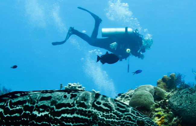 Buceo en Cozumel - Foto 1